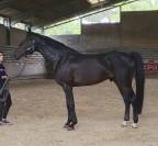 Exceptionnel Cheval belge de sport