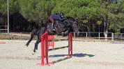 Exceptionnel Cheval belge de sport
