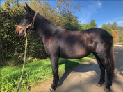 Mule, Merens x Ane des Pyrenn&eacute;es