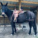 Mule, Merens x Ane des Pyrenn&eacute;es