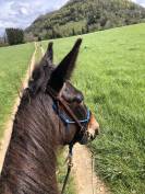 Mule, Merens x Ane des Pyrenn&eacute;es