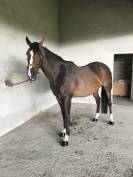 &Agrave; VENDRE &ndash; Pur-sang de 13 ans 