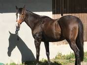 &Agrave; VENDRE &ndash; Pur-sang de 13 ans 