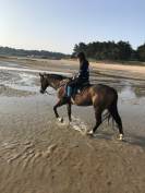 &Agrave; VENDRE &ndash; Pur-sang de 13 ans 