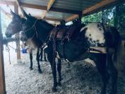 Mulet, X Appaloosa