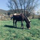 Mulet, X Appaloosa