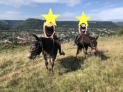 Mulet, X Appaloosa