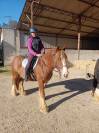 Cob irlandais alezan 5ans
