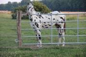 Hongre Appaloosa l&eacute;opard de 6 ans