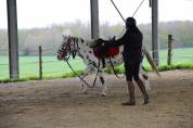 Hongre Appaloosa l&eacute;opard de 6 ans