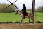 Hongre Appaloosa l&eacute;opard de 6 ans