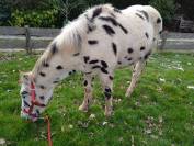 Hongre Appaloosa l&eacute;opard de 6 ans