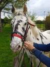 Hongre Appaloosa l&eacute;opard de 6 ans