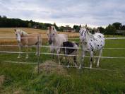 Appaloosa black l&eacute;opard de 6 ans