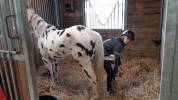 Appaloosa black l&eacute;opard de 6 ans