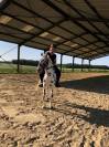 Appaloosa black l&eacute;opard de 6 ans