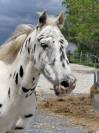 Appaloosa black l&eacute;opard de 6 ans