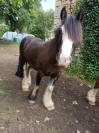 Cob irlandais noir 5ans