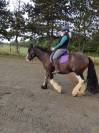 Cob irlandais noir 5ans