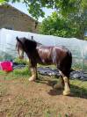 Cob irlandais noir 5ans