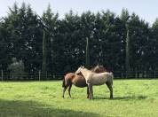 Bella dimora equestre In vendita Bouches-du-Rh&ocirc;ne