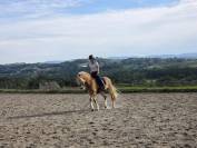 Caballo castrado Haflinger En venta 2019 Pelo de vaca por VOLTAIRE PENN