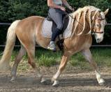 Caballo castrado Haflinger En venta 2019 Pelo de vaca por VOLTAIRE PENN