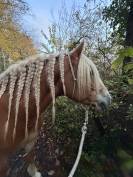 Caballo castrado Haflinger En venta 2019 Pelo de vaca por VOLTAIRE PENN