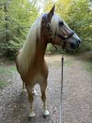 Caballo castrado Haflinger En venta 2019 Pelo de vaca por VOLTAIRE PENN