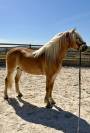 Caballo castrado Haflinger En venta 2019 Pelo de vaca por VOLTAIRE PENN