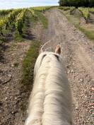 Caballo castrado Haflinger En venta 2019 Pelo de vaca por VOLTAIRE PENN