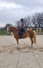 Caballo castrado Haflinger En venta 2019 Pelo de vaca por VOLTAIRE PENN