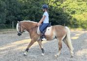 Caballo castrado Haflinger En venta 2019 Pelo de vaca por VOLTAIRE PENN