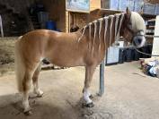 Caballo castrado Haflinger En venta 2019 Pelo de vaca por VOLTAIRE PENN