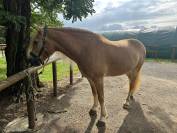 Caballo castrado Haflinger En venta 2019 Pelo de vaca por VOLTAIRE PENN