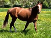 Chic jument 3 ans I am Semilly* Nabab de R&ecirc;ve