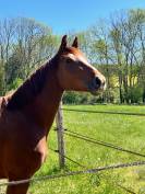 Chic jument 3 ans I am Semilly* Nabab de R&ecirc;ve