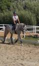 Pony D