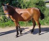 Caballo castrado New Forest En venta 2021 Bayo por Birkilds Balboa