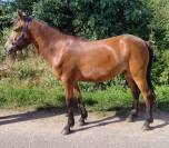 Caballo castrado New Forest En venta 2021 Bayo por Birkilds Balboa