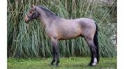 Excellent poney &Agrave; VENDRE 