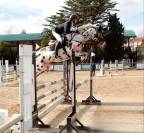 cubriciones appaloosa KWPN de salto