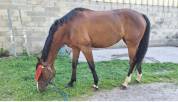 Jument AA 8ANS polyvalente 