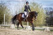 Jument AA 8ANS polyvalente 