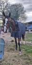 Jument AA 8ANS polyvalente 