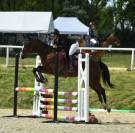 Jument AA 8ANS polyvalente 