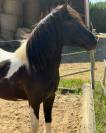 Saillie Poney Pottok ONCP &ndash; 1m30