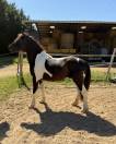 Saillie Poney Pottok ONCP &ndash; 1m30