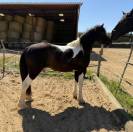 Saillie Poney Pottok ONCP &ndash; 1m30