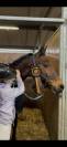 Hongre - BWP - 15 ans - Dressage / CDI YR - France